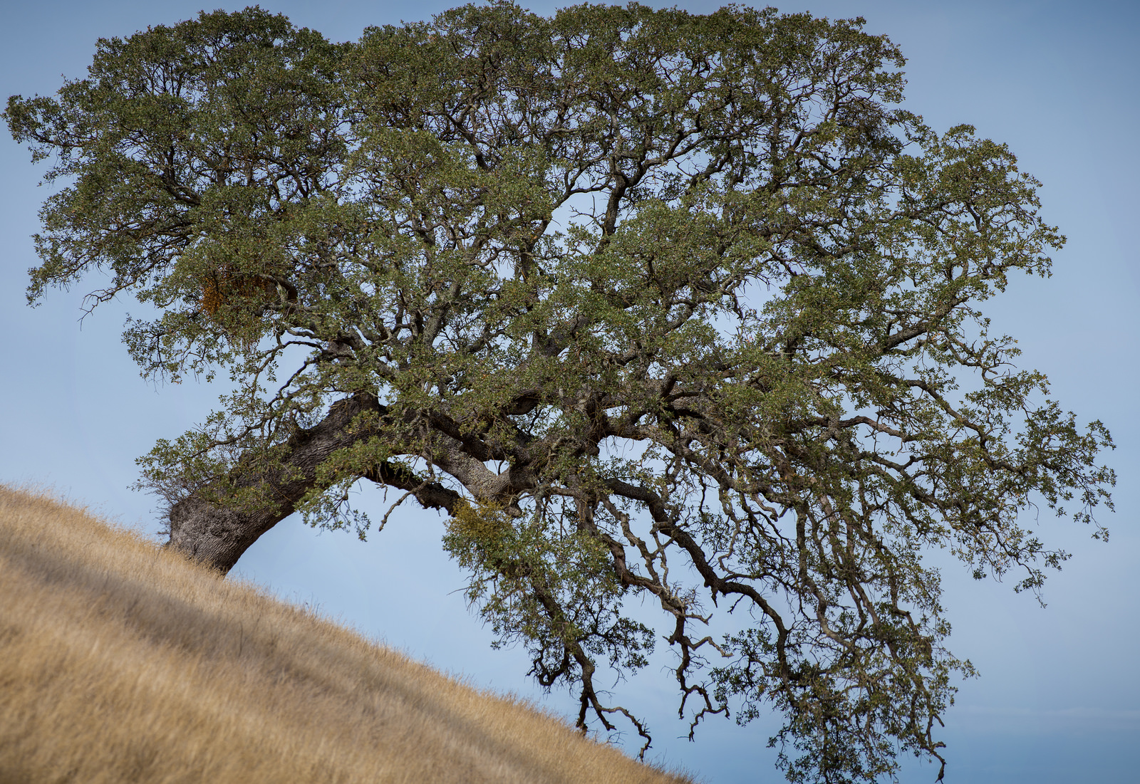 Hillside Tree
