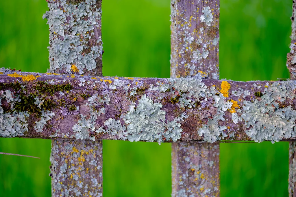 The image stabilization made it possible to shoot sharp images like this without a tripod. 