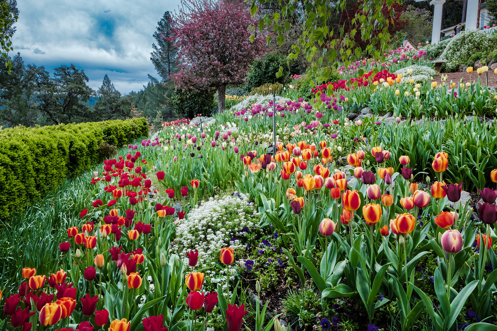 Tulip Gardens in Nevada City — RHM Images