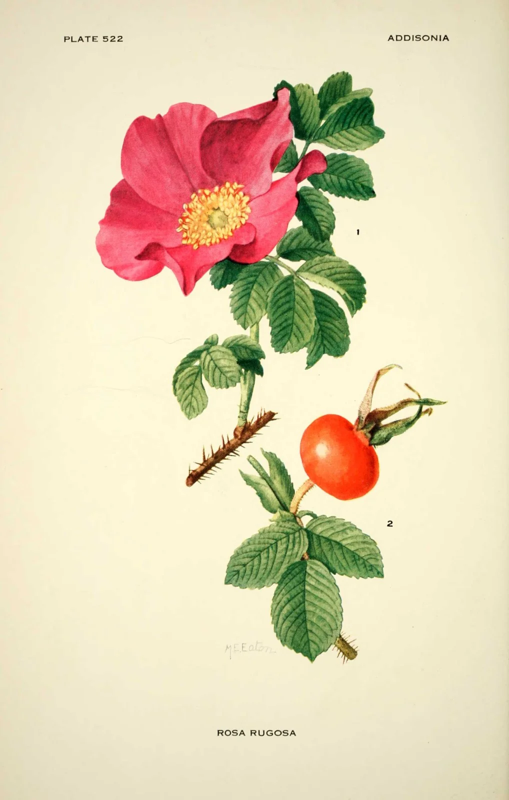 Wild Rose Healing