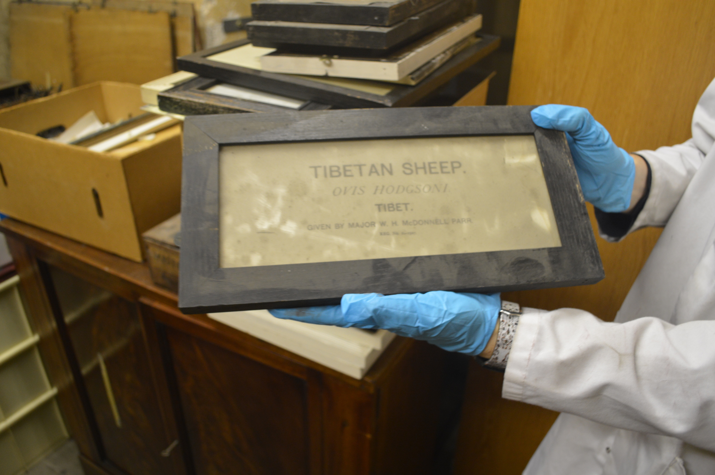  The Stores of the Natural History Museum  Photo by Adam O'Keeffe&nbsp; © 2015  