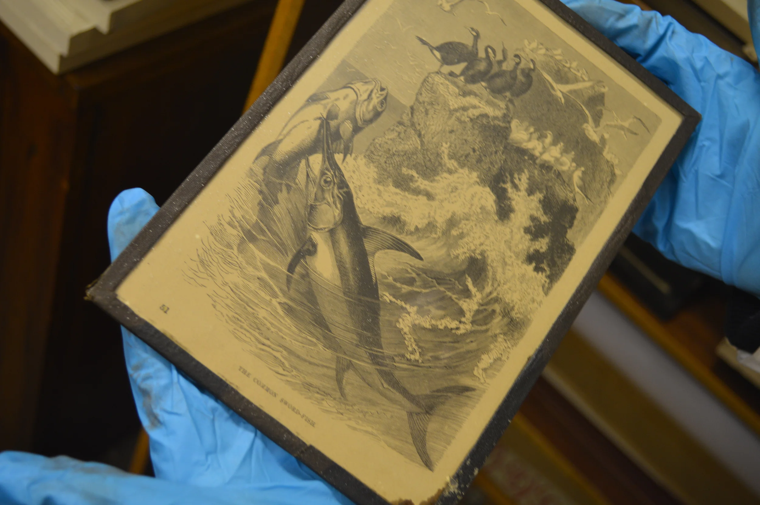  The Stores of the Natural History Museum  Photo by Adam O'Keeffe&nbsp; © 2015  