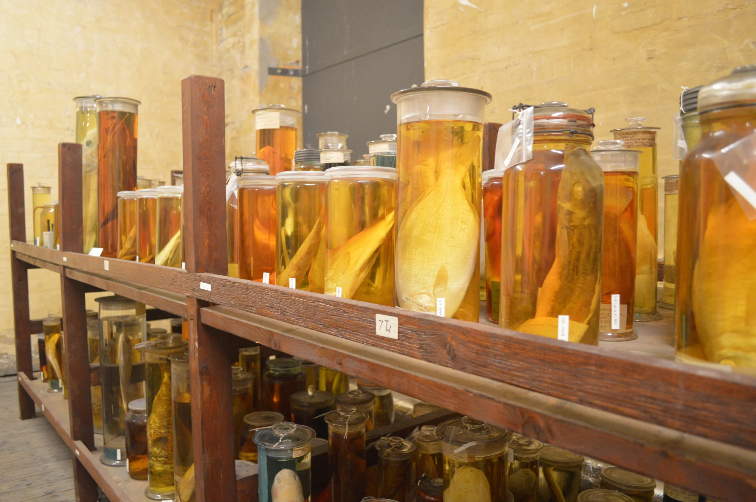  The Stores of the Natural History Museum  Photo by Adam O'Keeffe&nbsp; © 2015  