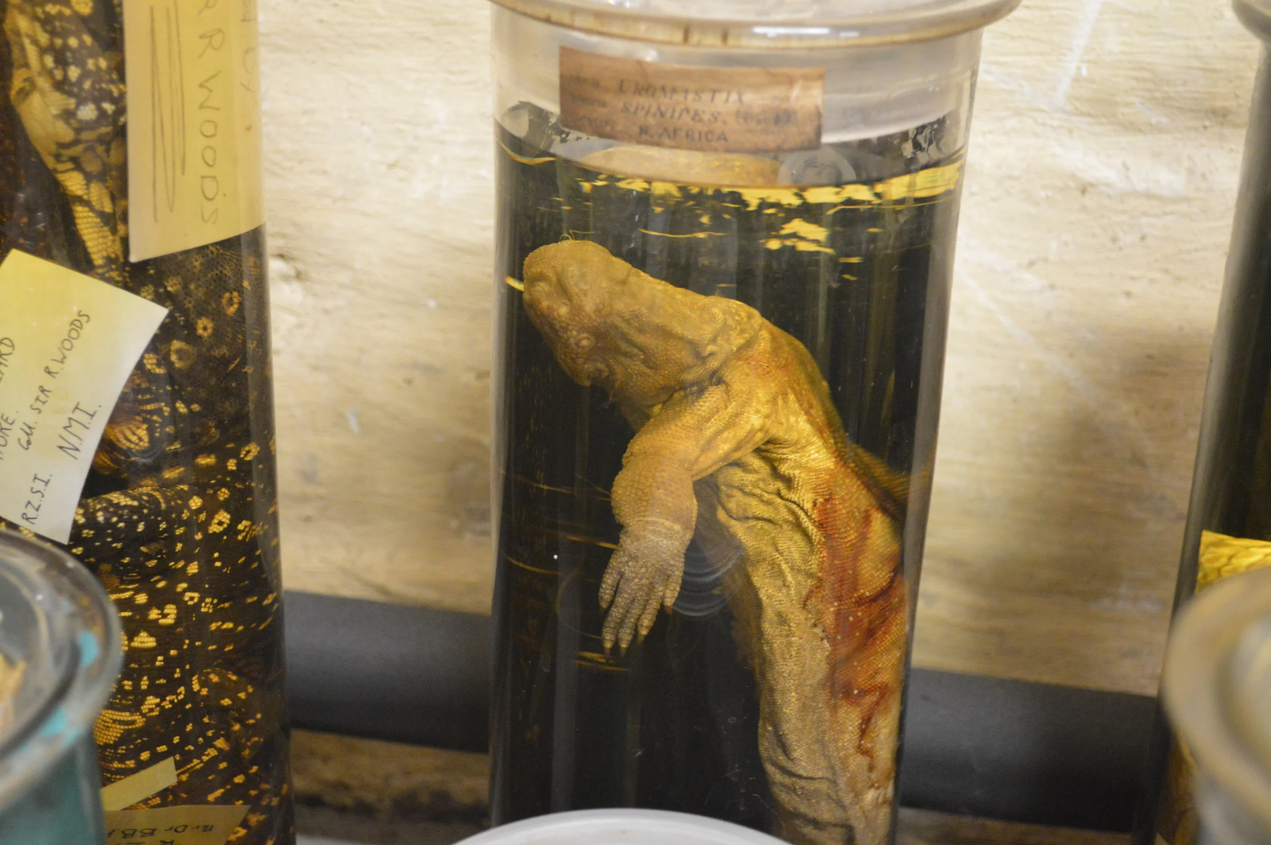  The Stores of the Natural History Museum  Photo by Adam O'Keeffe&nbsp; © 2015  