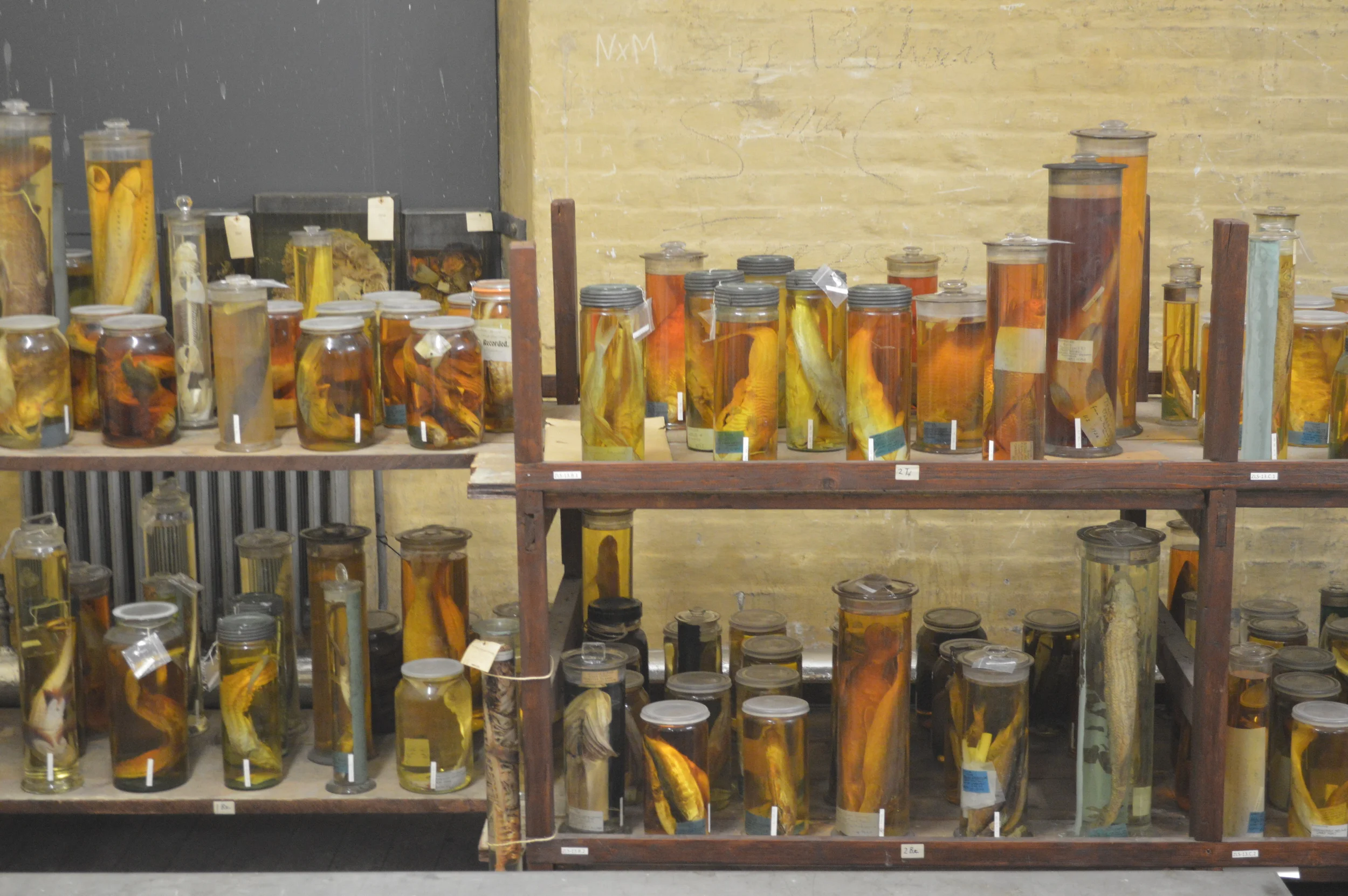  The Stores of the Natural History Museum  Photo by Adam O'Keeffe&nbsp; © 2015  