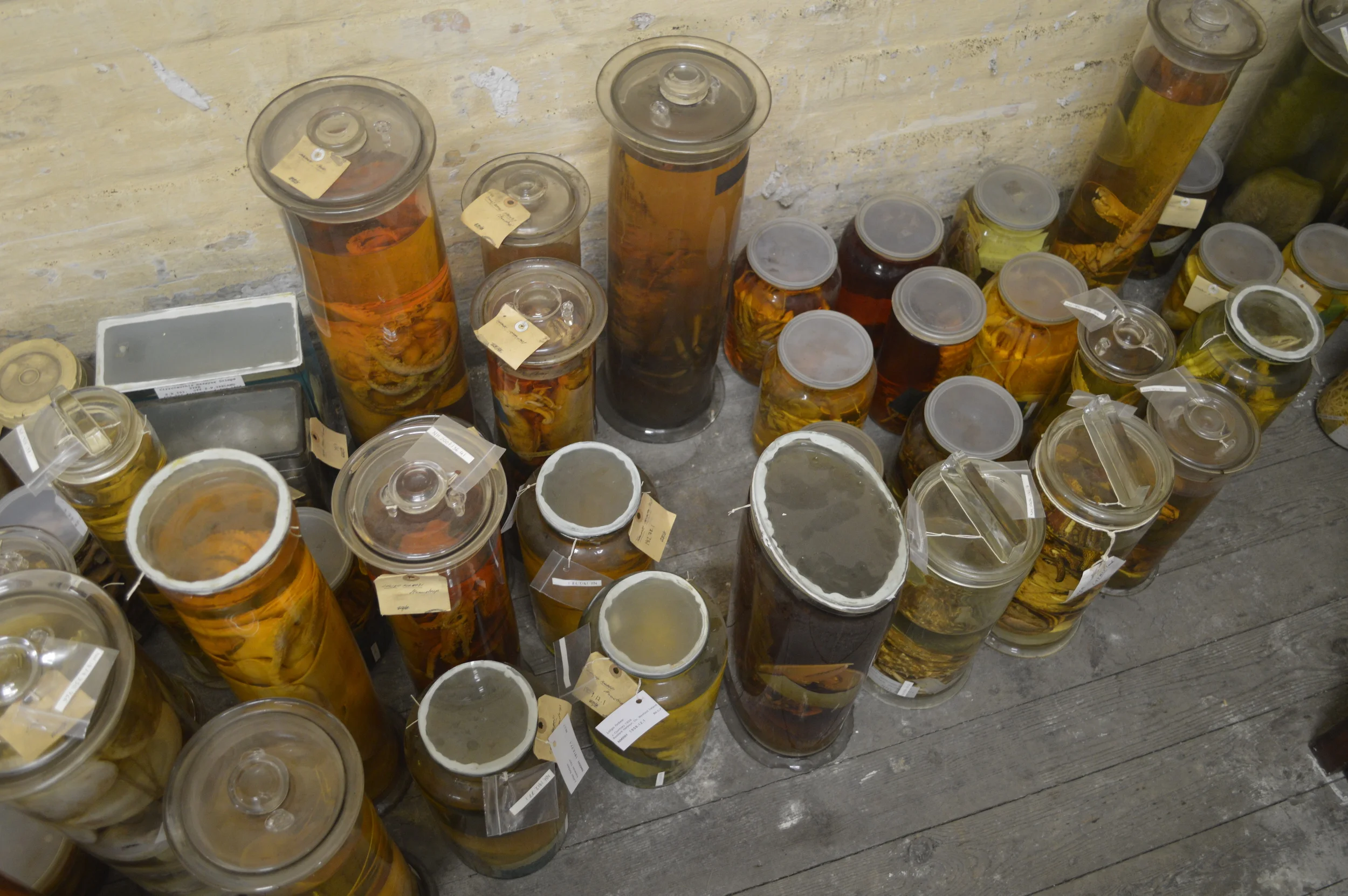  The Stores of the Natural History Museum  Photo by Adam O'Keeffe&nbsp; © 2015     