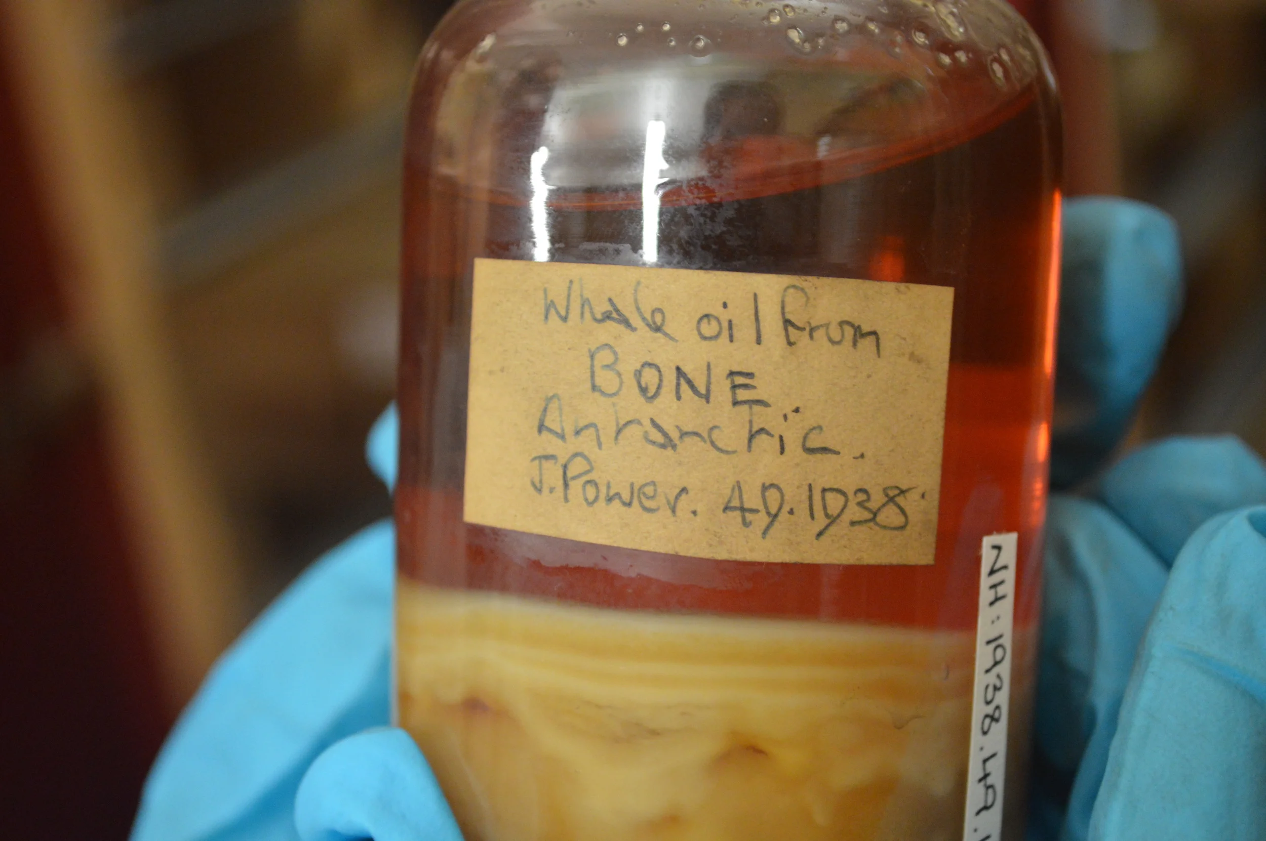  The Stores of the Natural History Museum  Photo by Adam O'Keeffe&nbsp; © 2015  