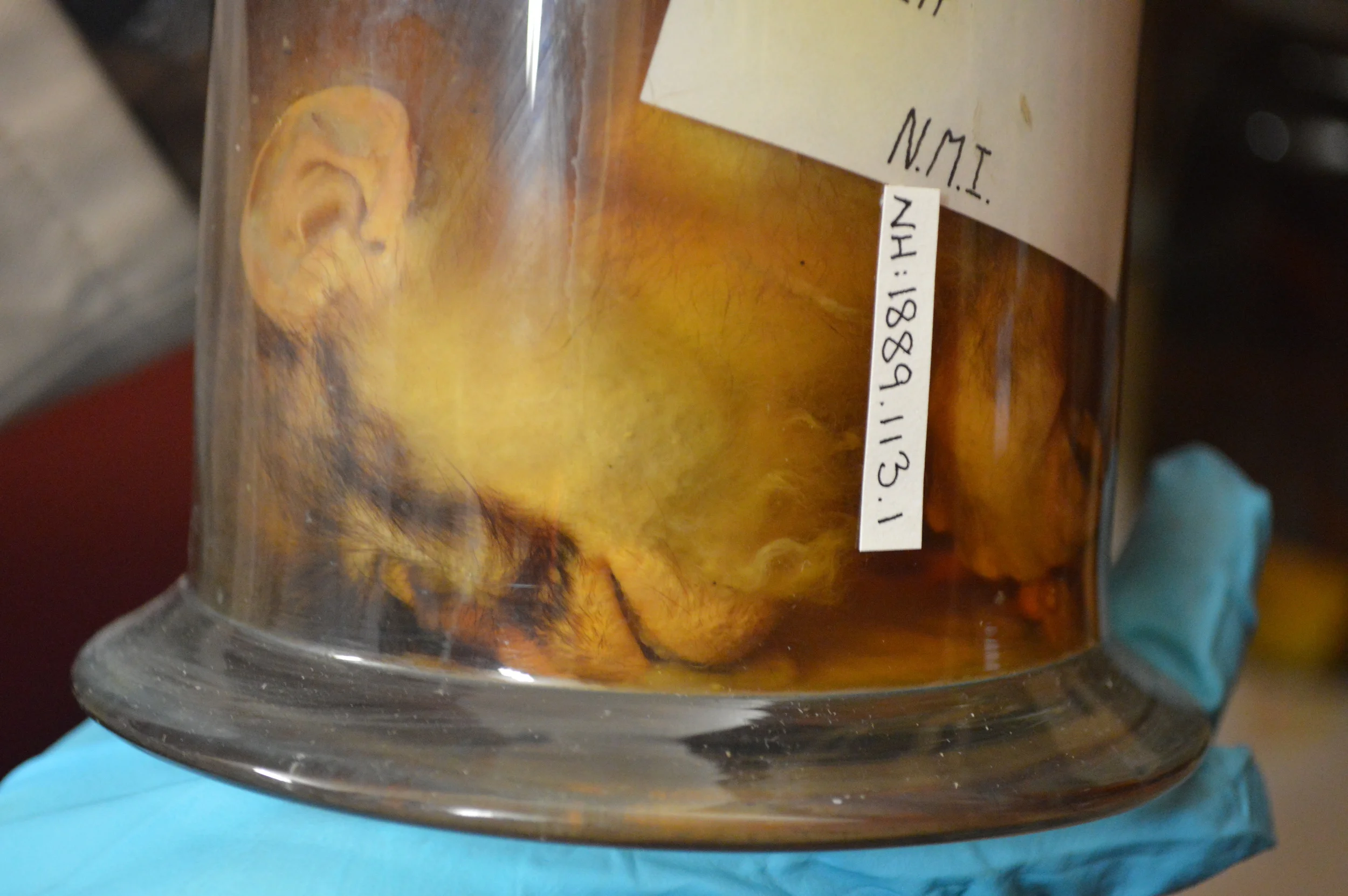  The Stores of the Natural History Museum  Photo by Adam O'Keeffe&nbsp; © 2015     