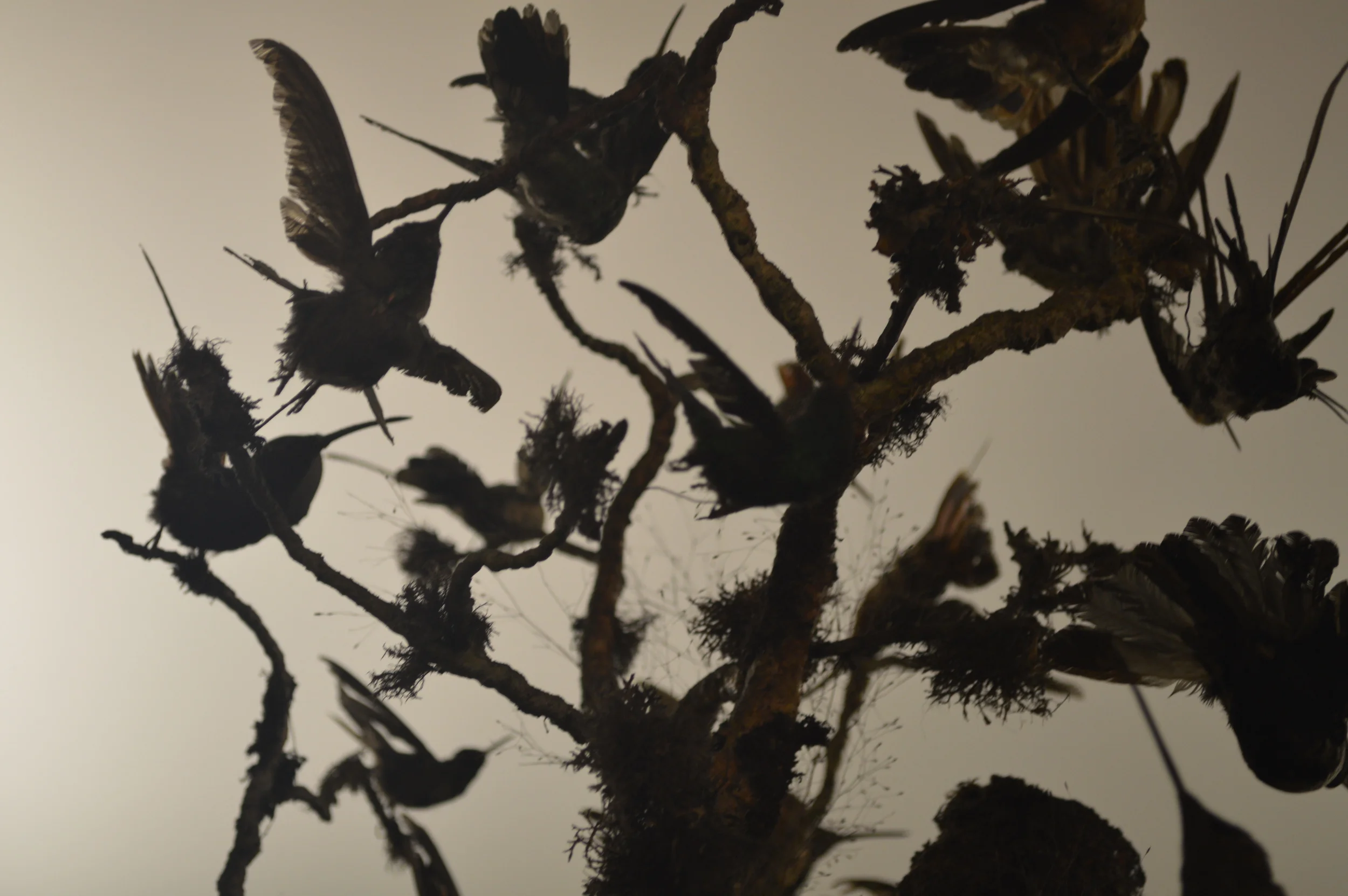  The Stores of the Natural History Museum  Photo by Adam O'Keeffe&nbsp; © 2015     