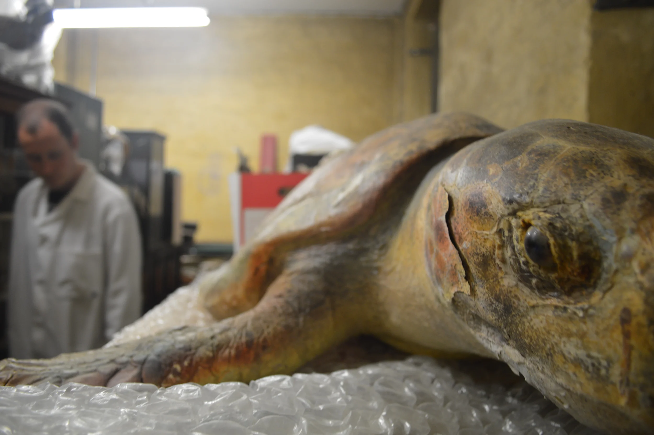  The Stores of the Natural History Museum  Photo by Adam O'Keeffe&nbsp; © 2015  