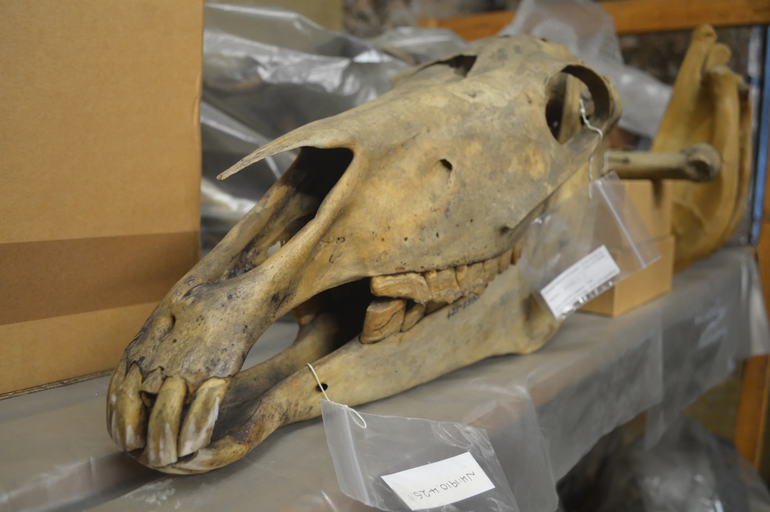  The Stores of the Natural History Museum  Photo by Adam O'Keeffe&nbsp; © 2015  