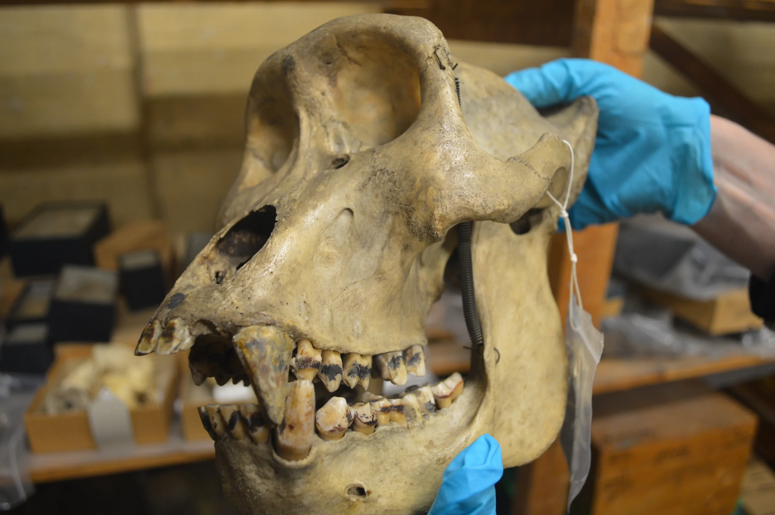  The Stores of the Natural History Museum  Photo by Adam O'Keeffe&nbsp; © 2015  