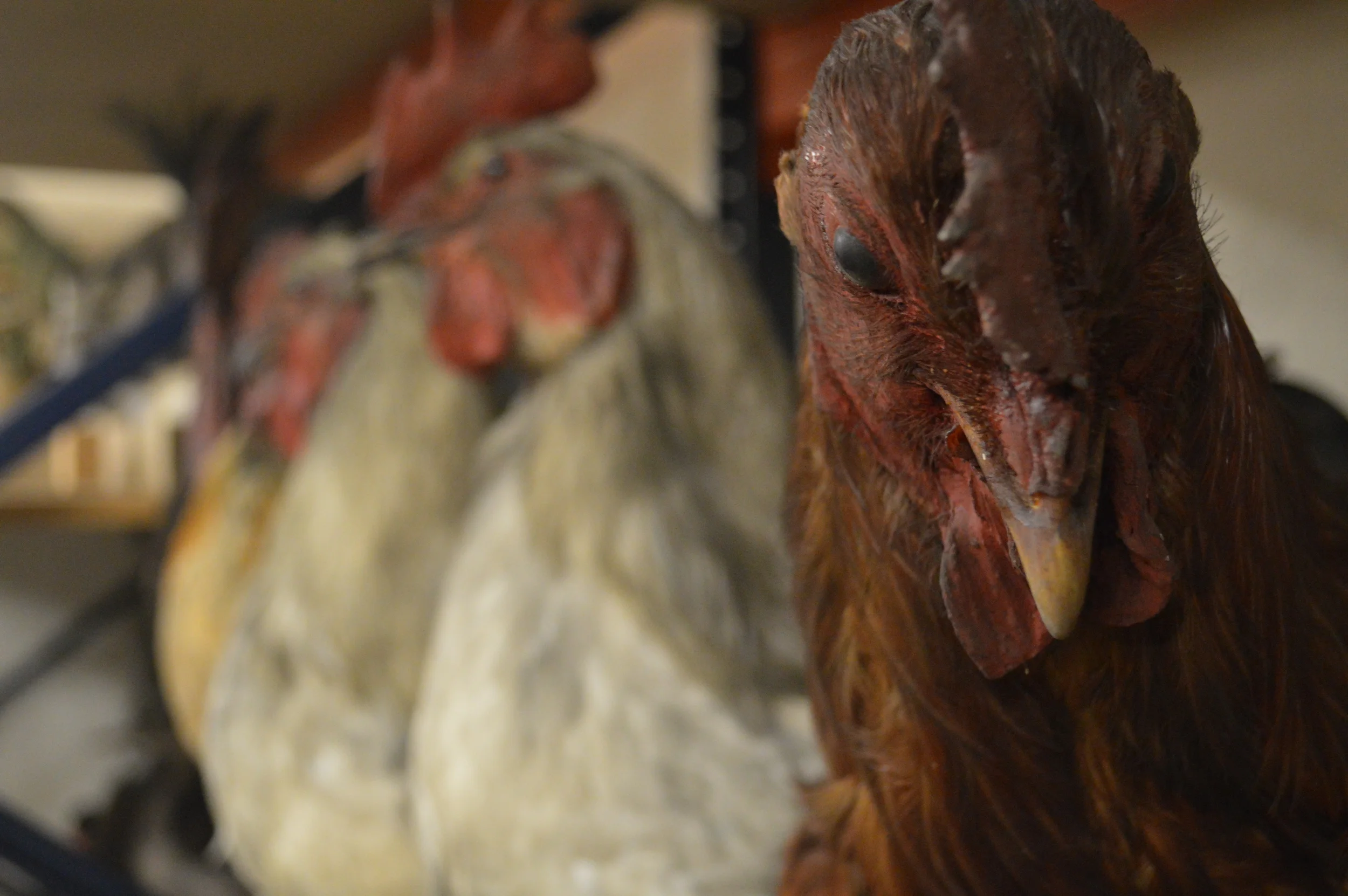  The Stores of the Natural History Museum  Photo by Adam O'Keeffe&nbsp; © 2015  