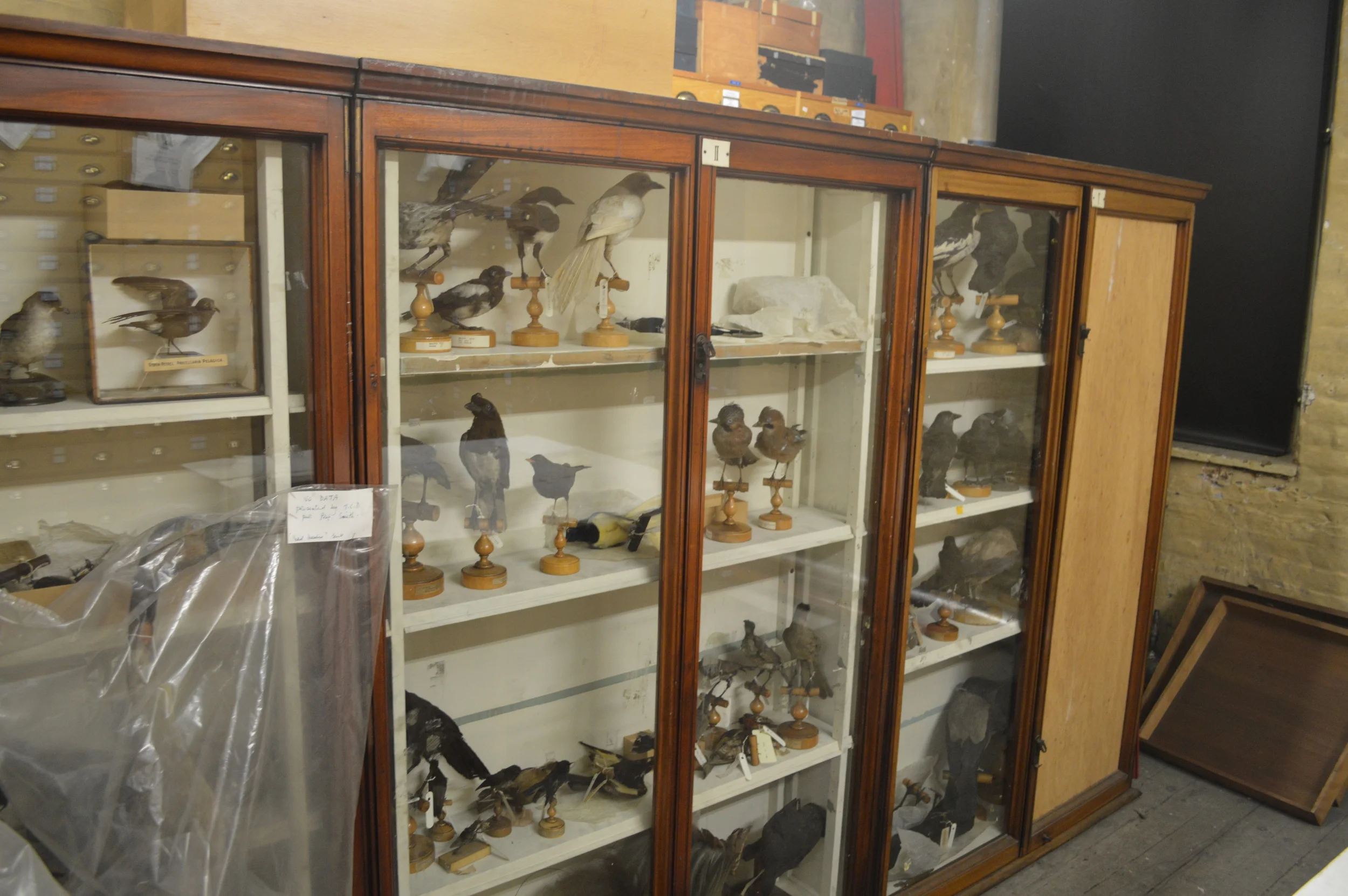  The Stores of the Natural History Museum  Photo by Adam O'Keeffe&nbsp; © 2015  