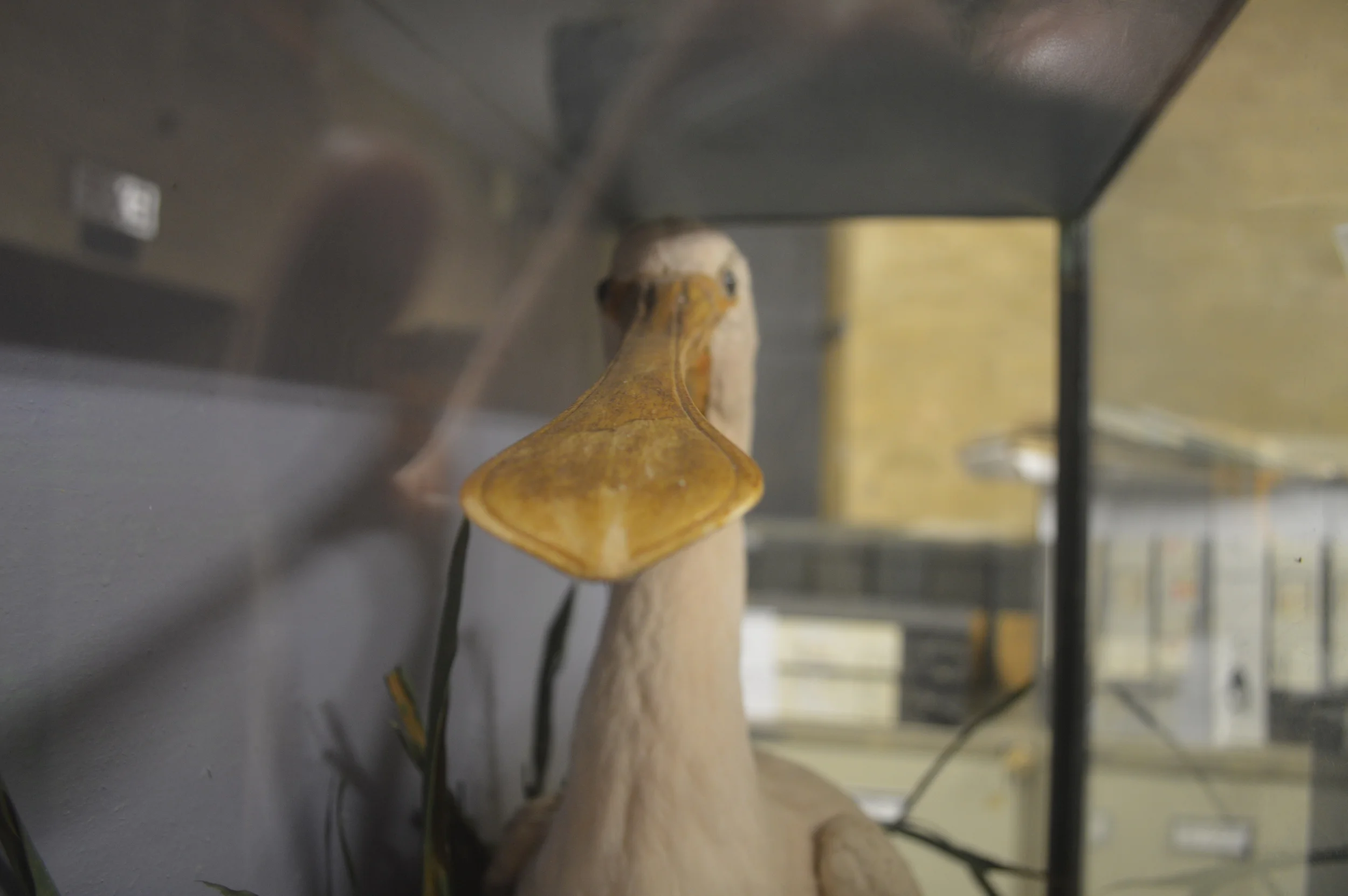  The Stores of the Natural History Museum  Photo by Adam O'Keeffe&nbsp; © 2015  