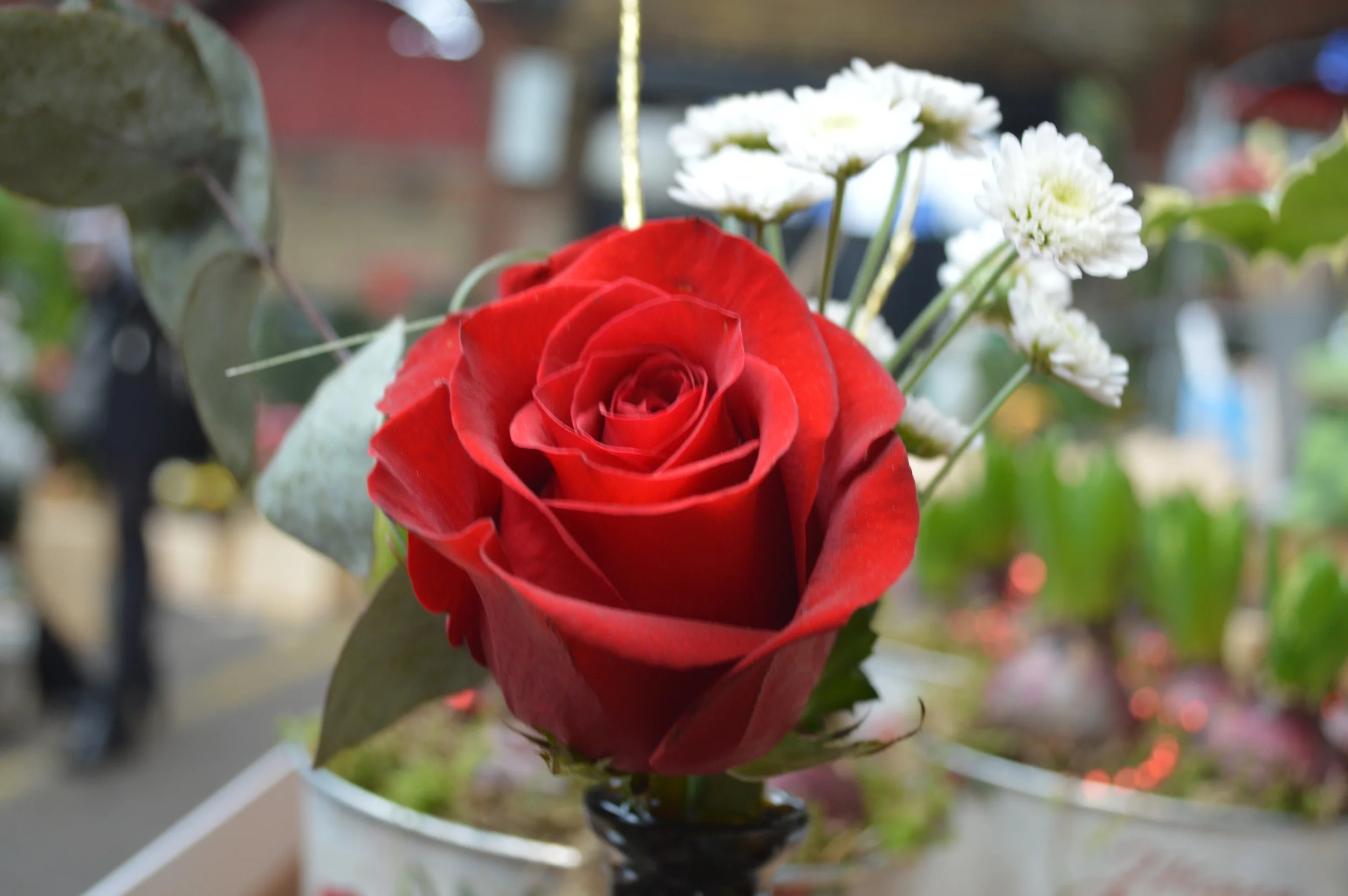 Duffys and Sons - Photo by Adam O'Keeffe - Project Bowes 2015 26.JPG