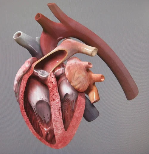 Chronic Mitral Valve Degeneration in Dogs