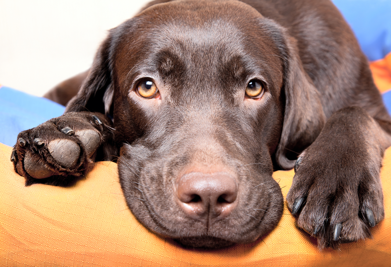 bigstock-Chocolate-Labrador-Retriever-D-51773668.jpg