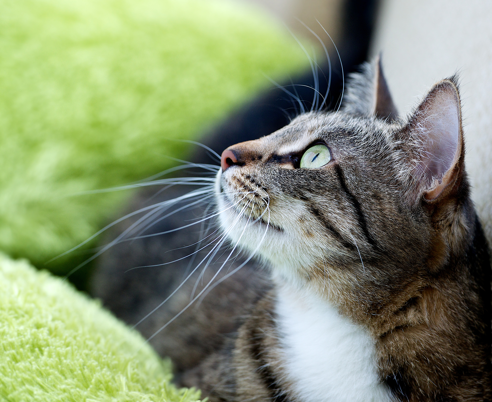 bigstock-Cat-portrait-close-up-body-cro-48694193.jpg