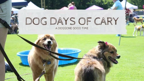 Dog Days of Cary