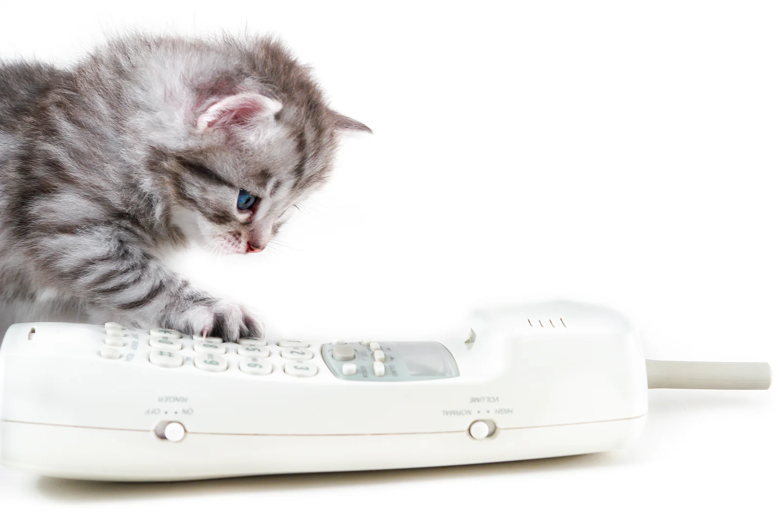 bigstock-Cat-and-wireless-phone-handset-45934402.jpg