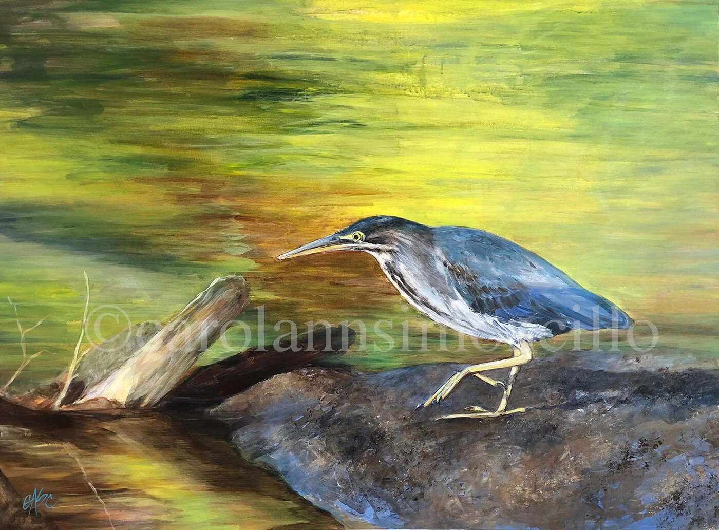 copyright smcarol cillo Green Heron copy.jpg