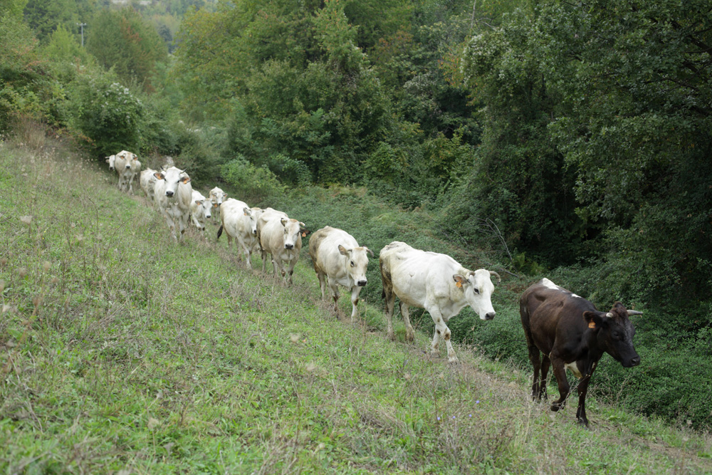 cows grazing on grass