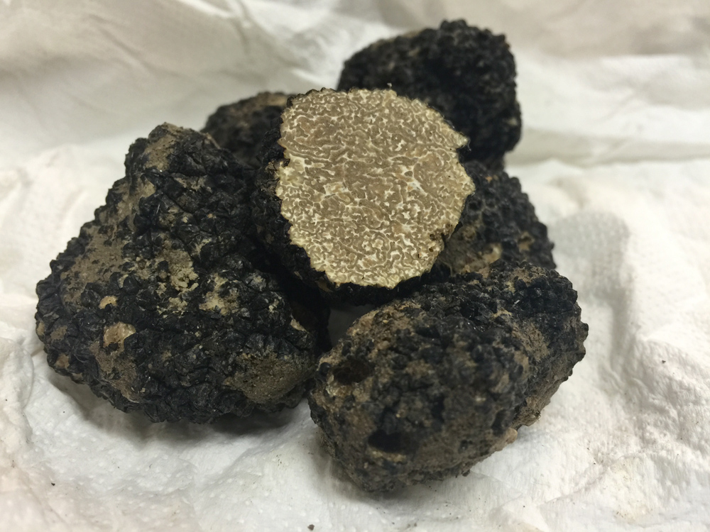 black truffle's found locally and prepped for service