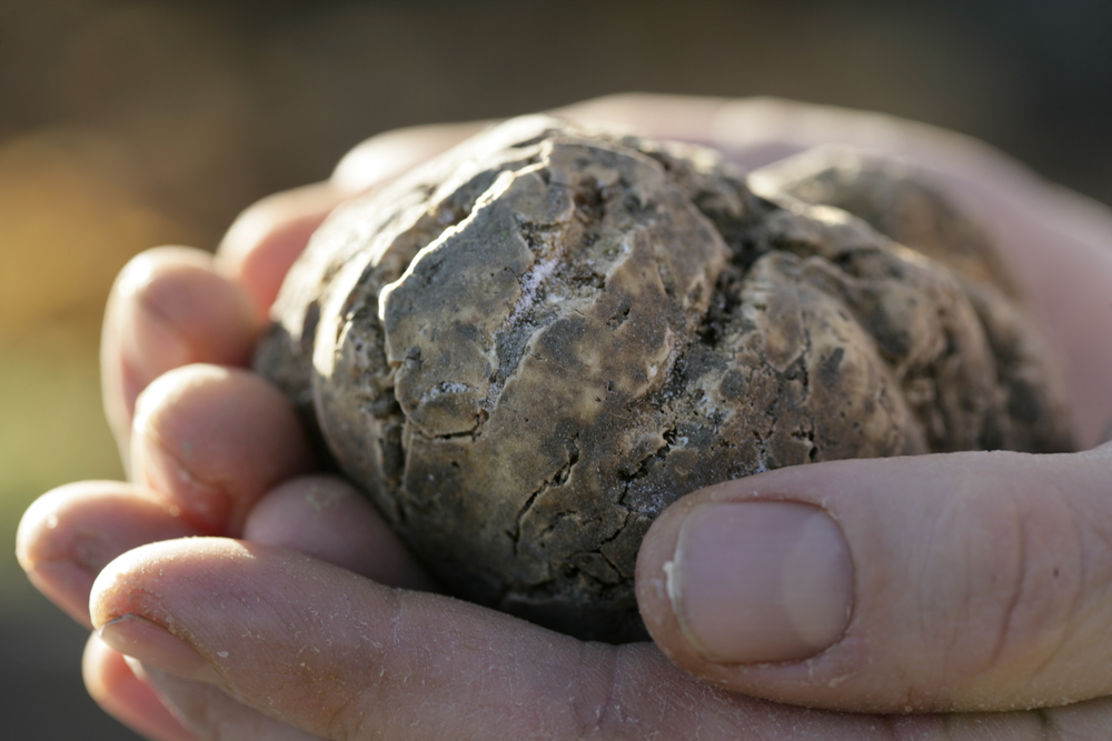 white truffle in Mr. Bovio's hand