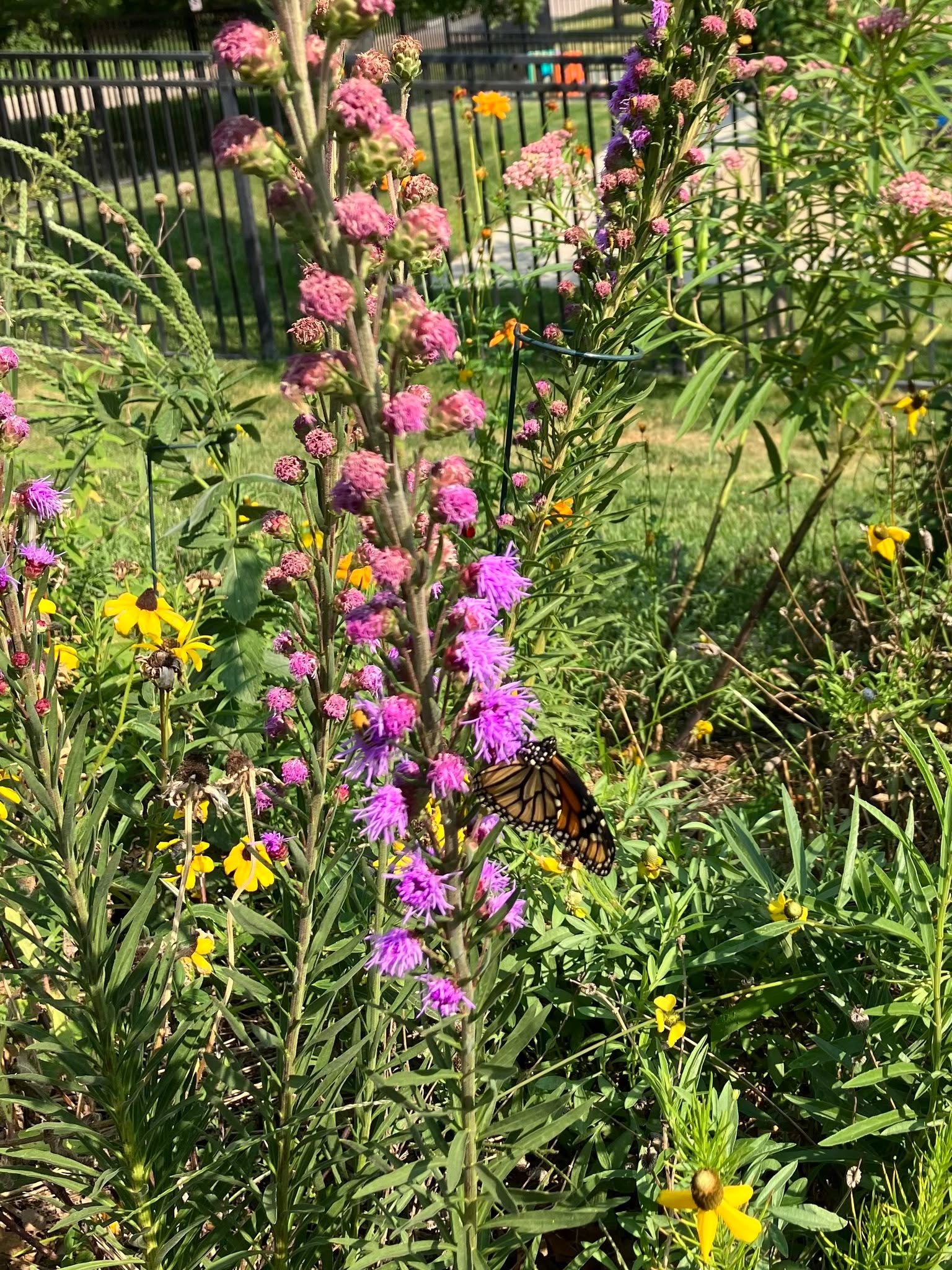 Join us to learn about Permaculture with Gus von Roenn, Thurs. May 30, 6:30-8 p.m.