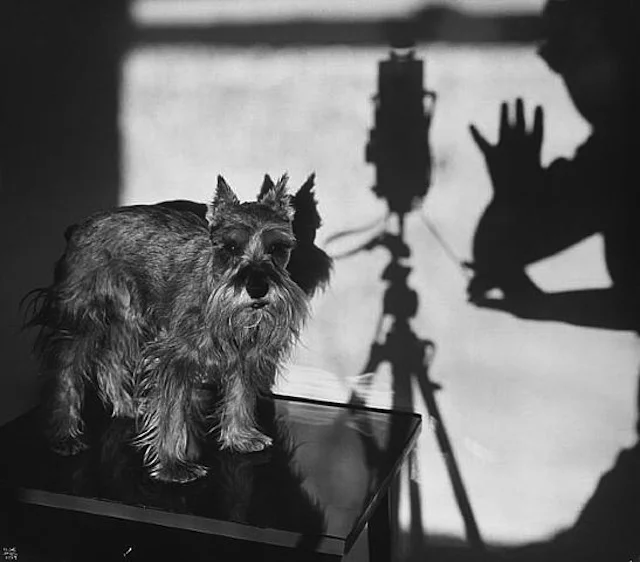artwork_images_141091_582841_ilse-bing.jpg
