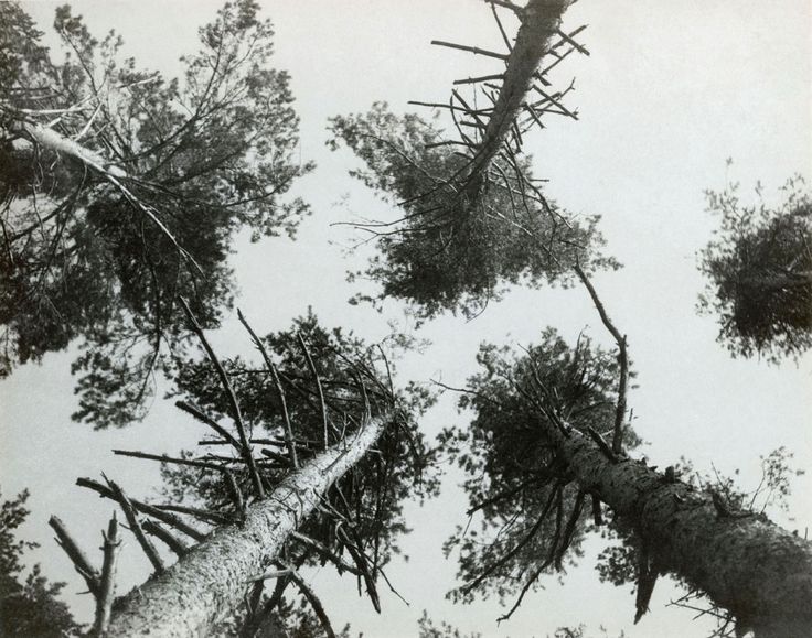   Pine trees, Pushkino , 1927. 