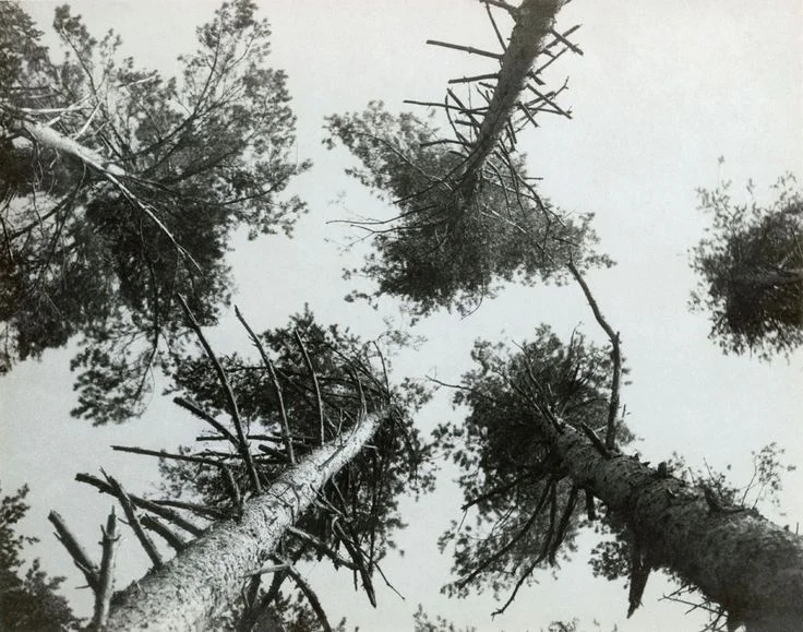 Pine trees, Pushkino , 1927.