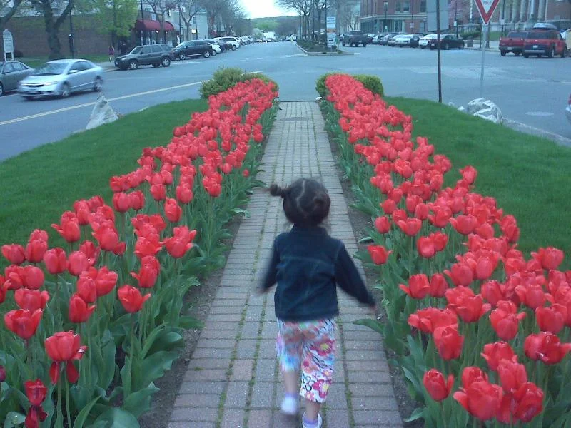 Zuzu & Tulips