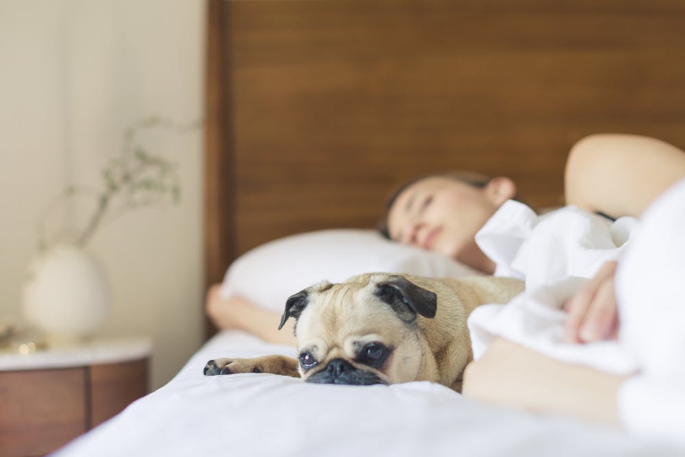 sleep with dog 1.jpeg