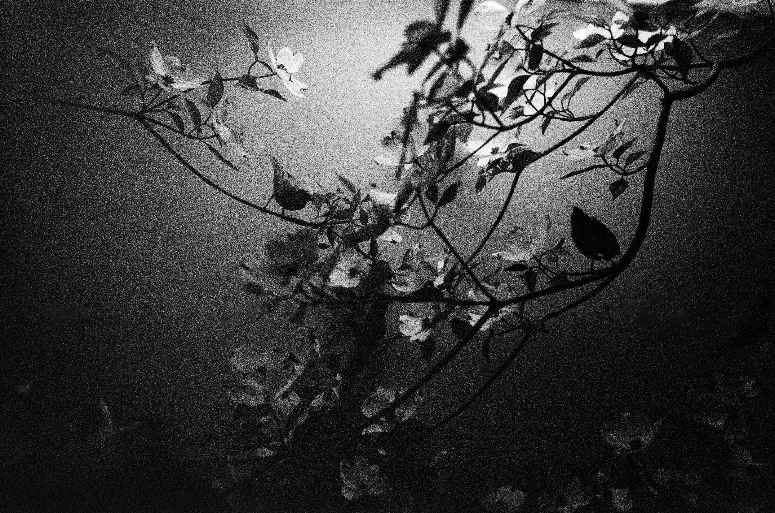 NY15_dead birds.jpg