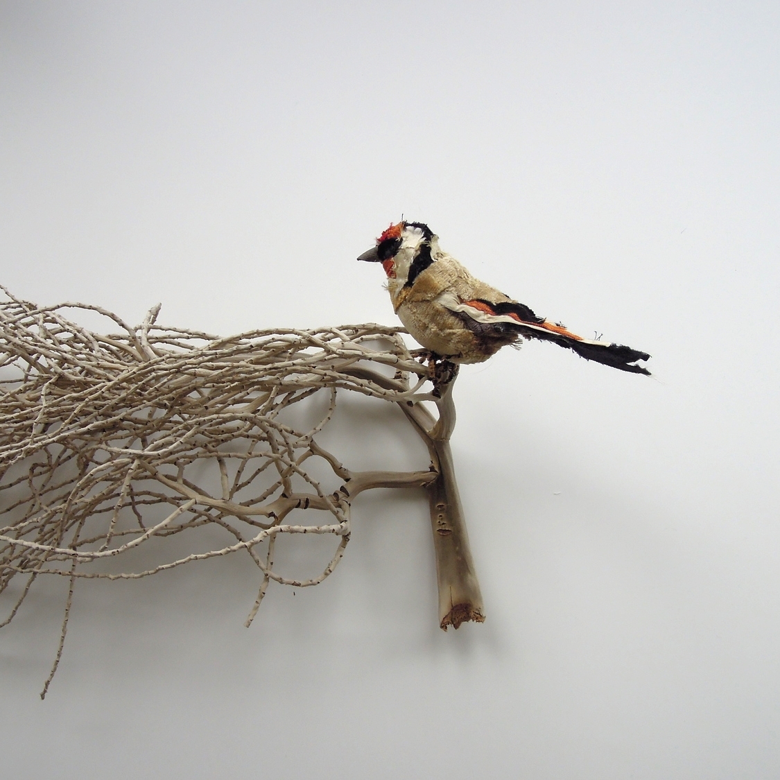 Goldfinch, 2014