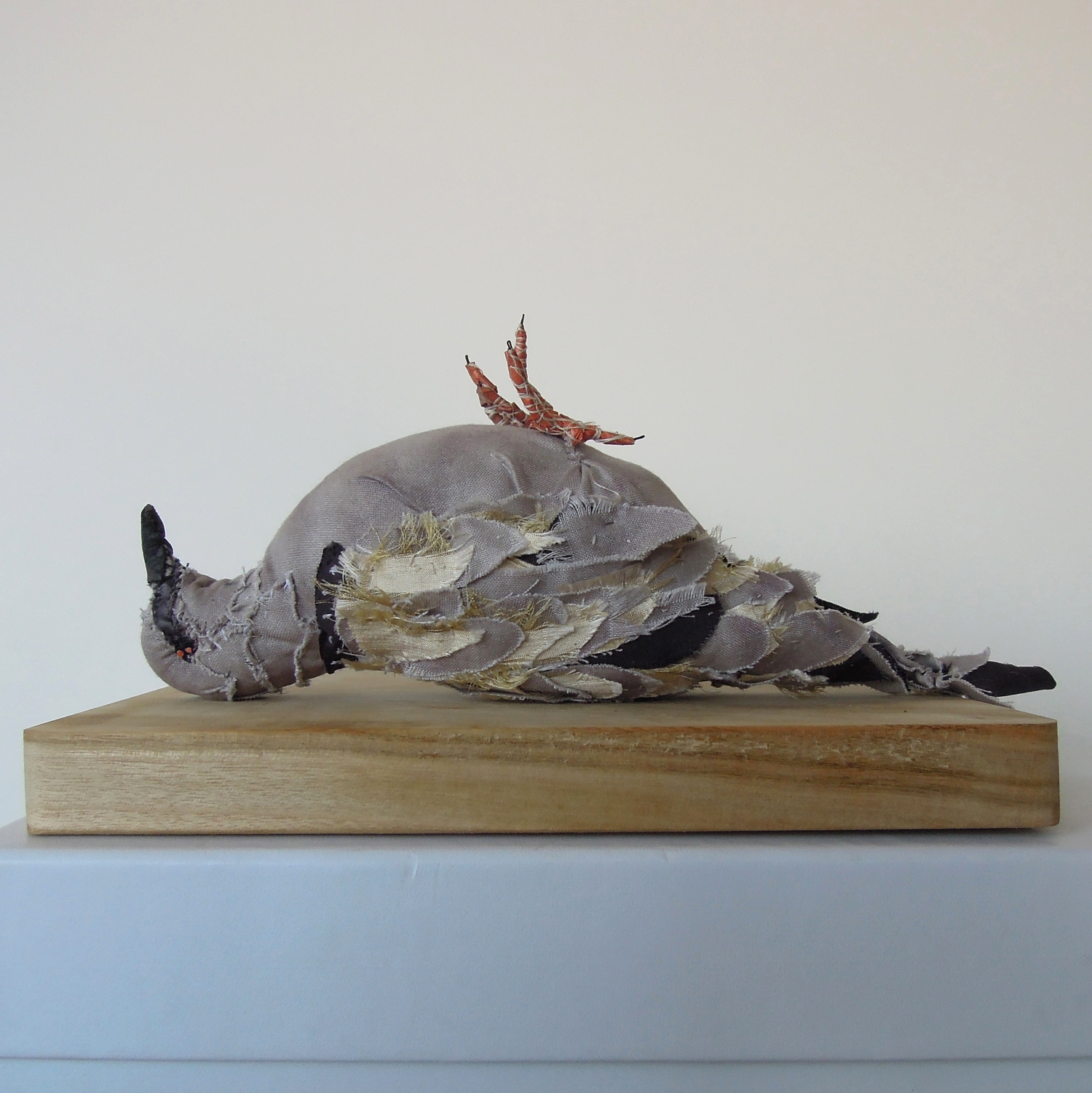 Spotted dove, 2014