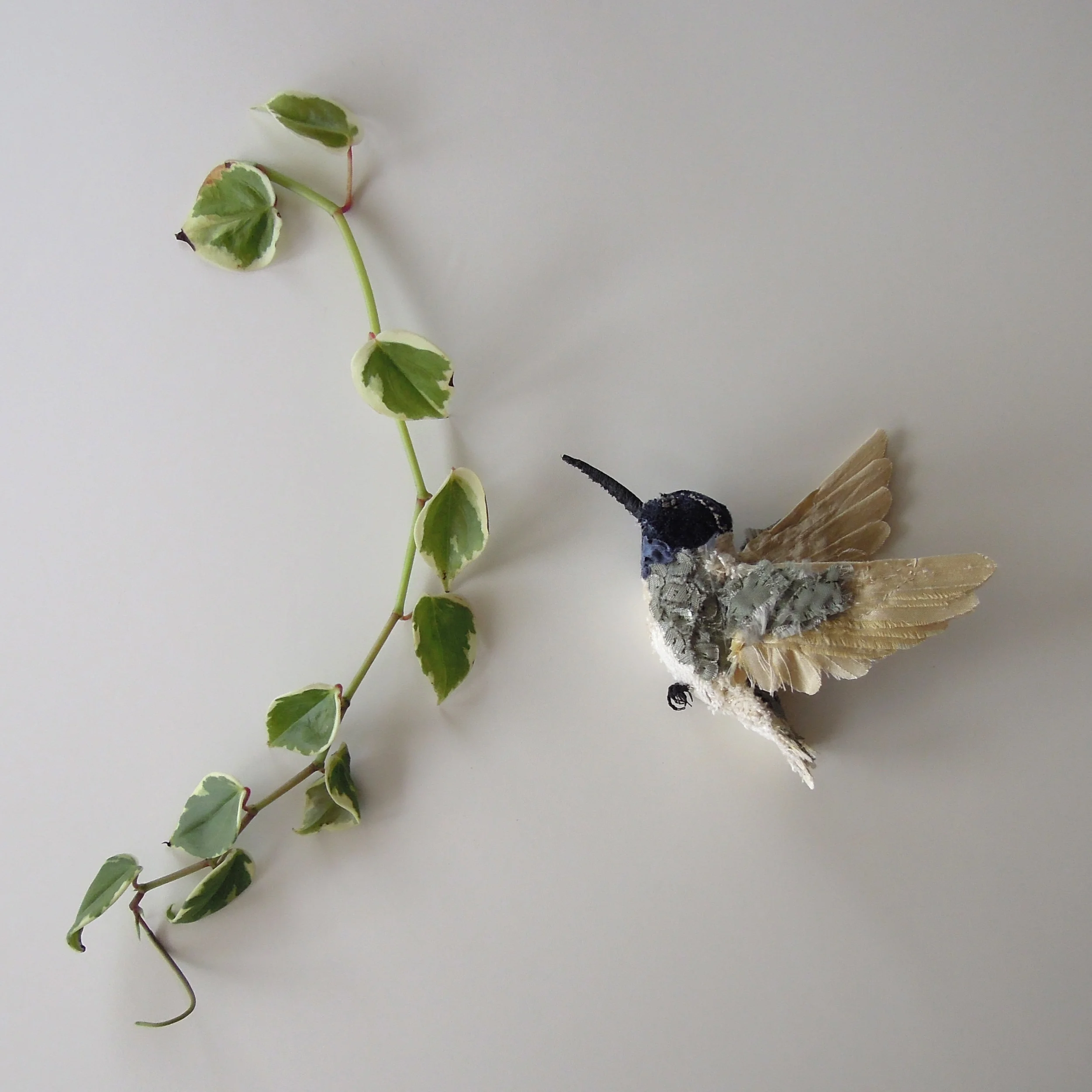 White-necked jacobin, 2014