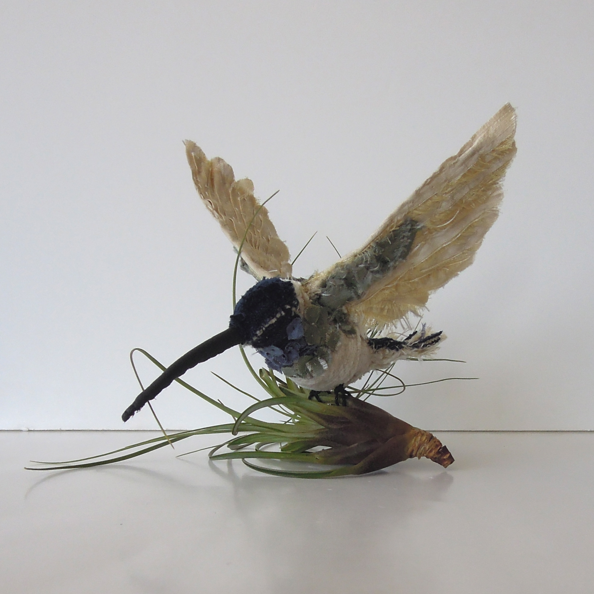 White-necked jacobin II, 2014