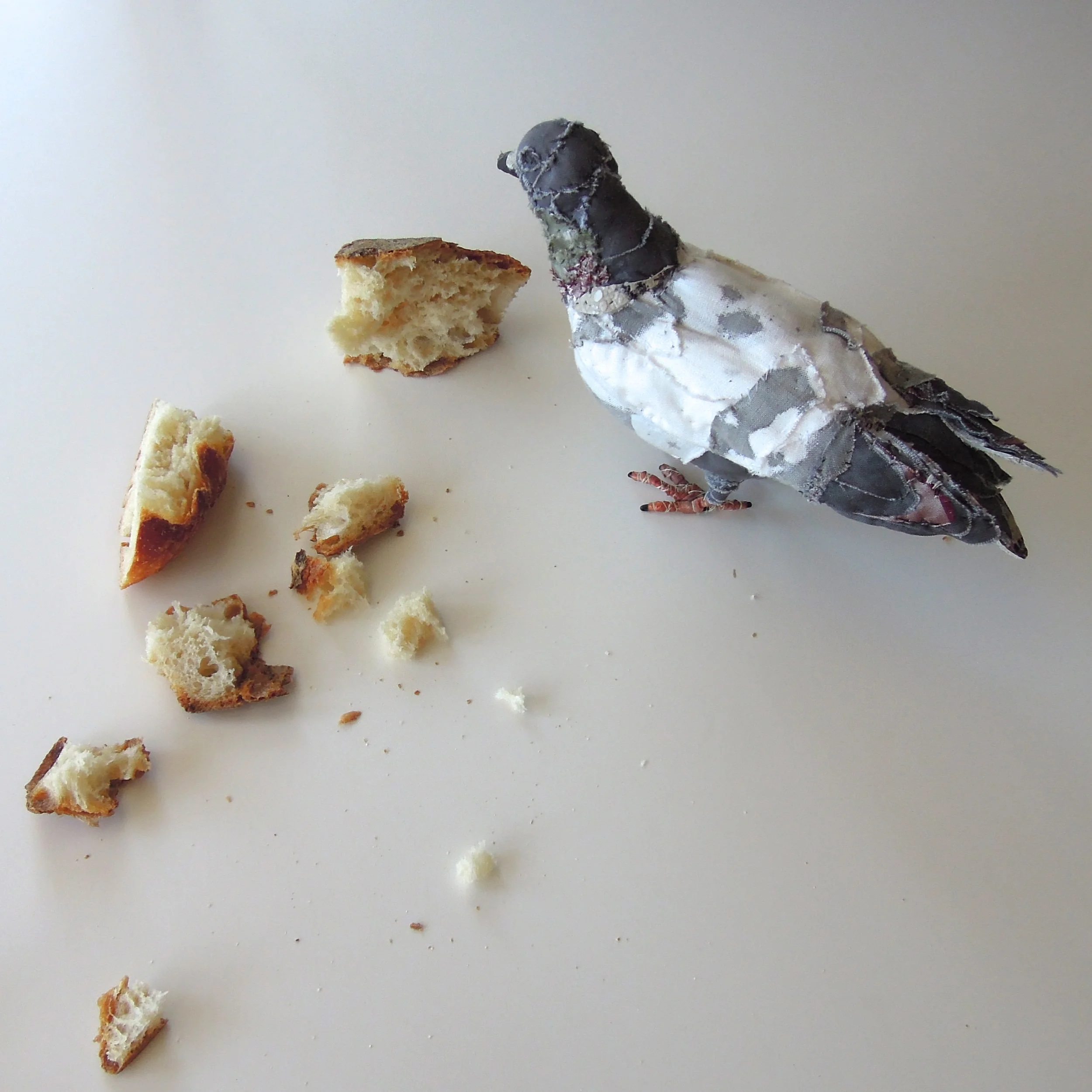 Rock pigeon, 2015