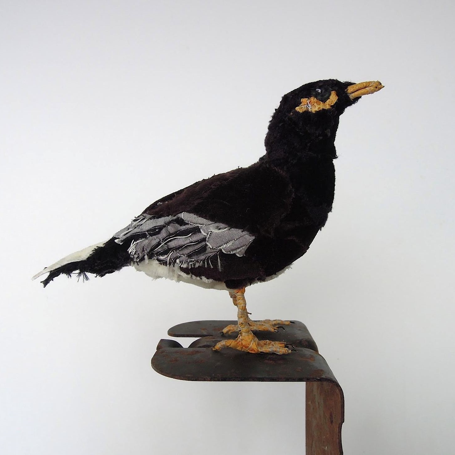 The Defiance of the Myna. Indian Myna, 2015
