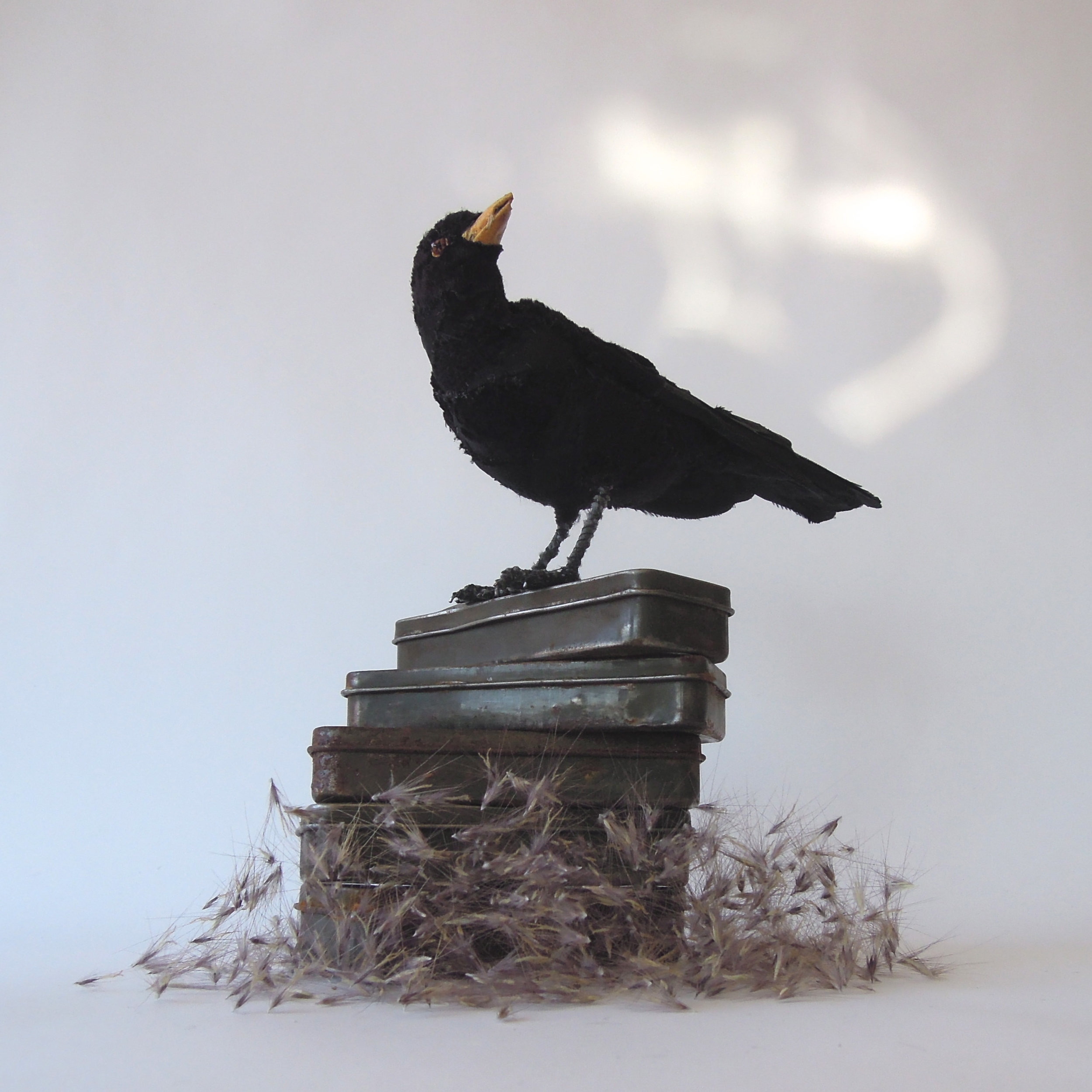 Blackbird, 2015