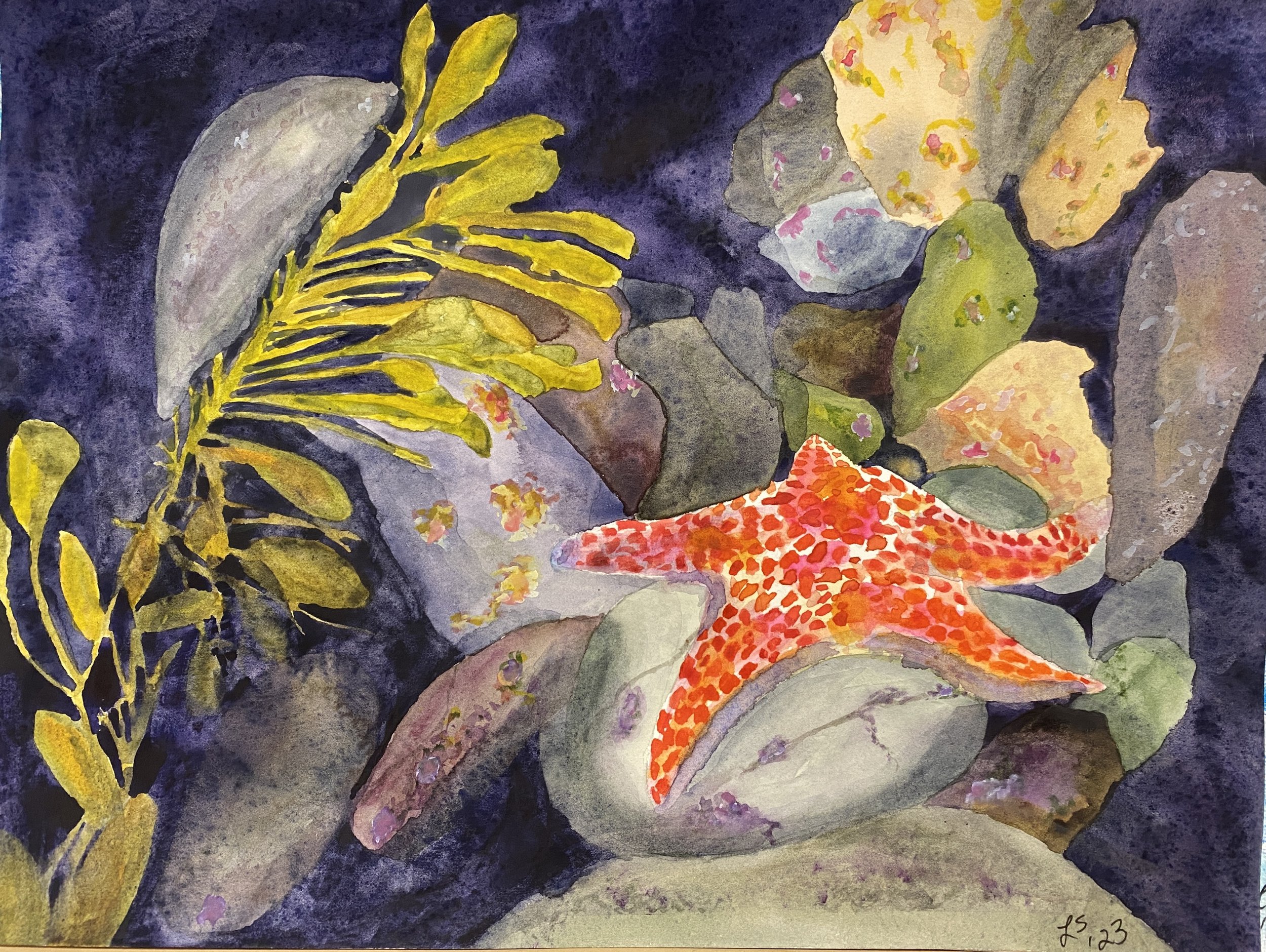 Starfish in tide pool.JPG