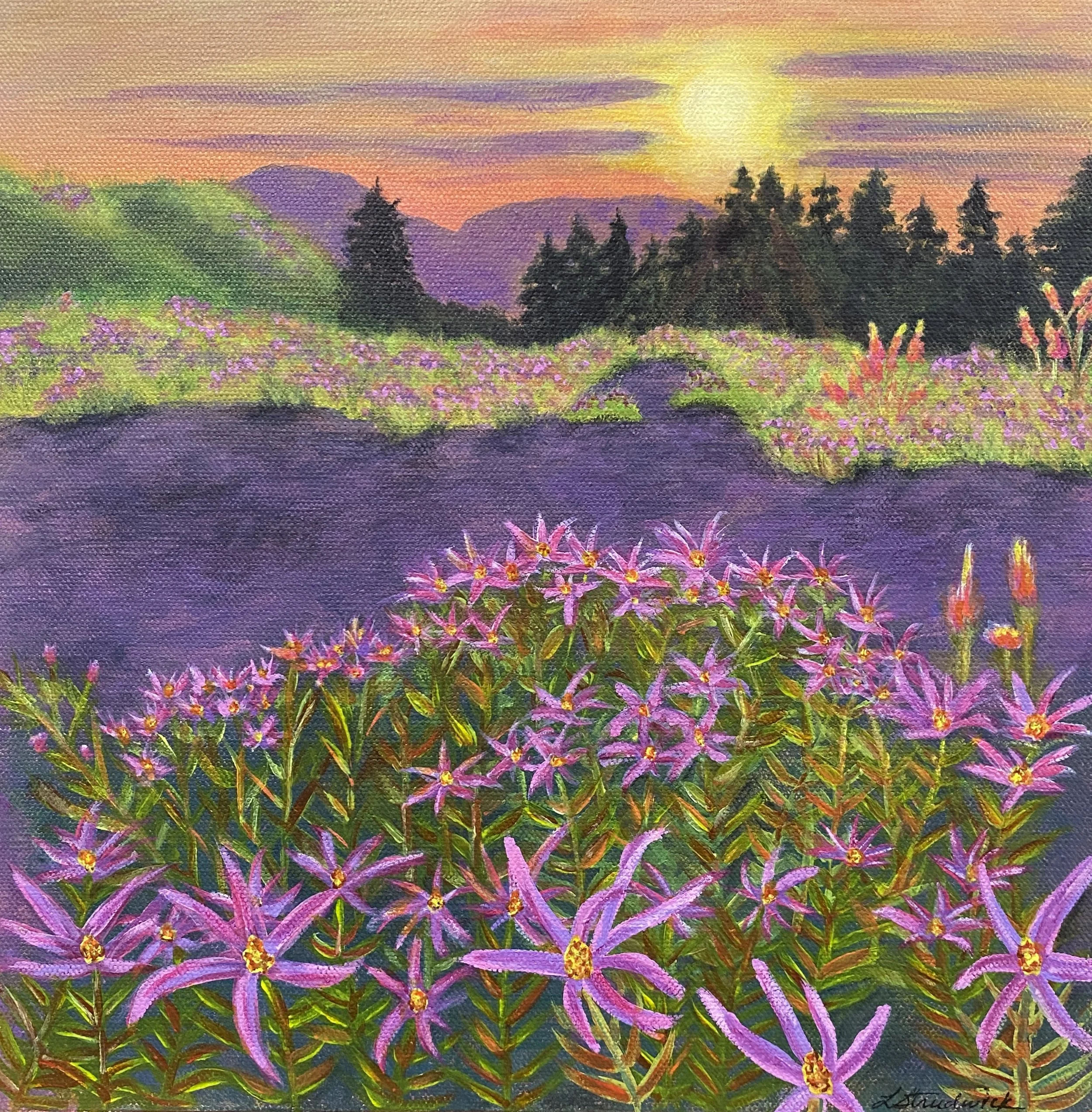 Sunset scene with purple aster flowers in foreground