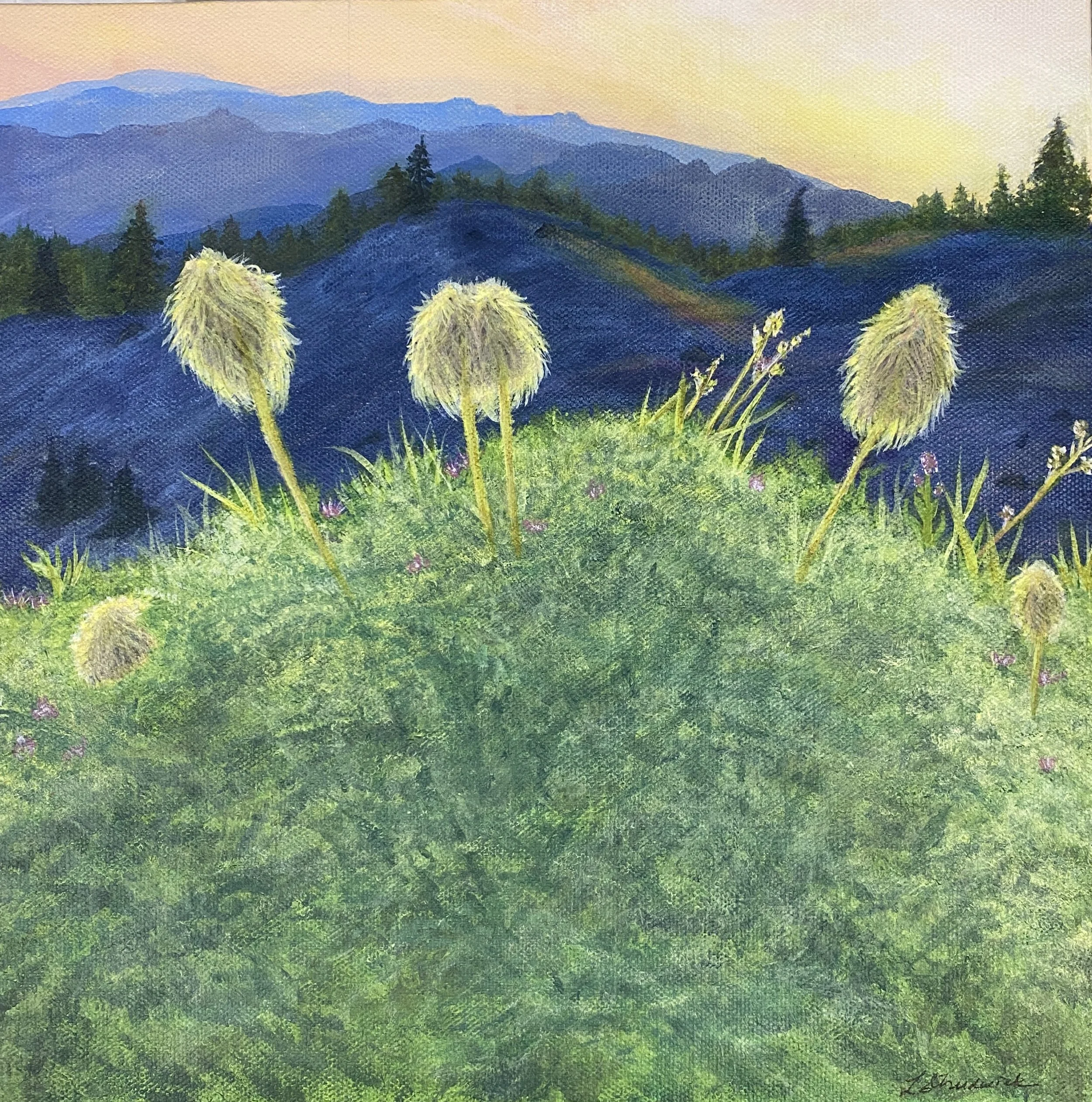 Golden Pasque flowers with sunset hills in background