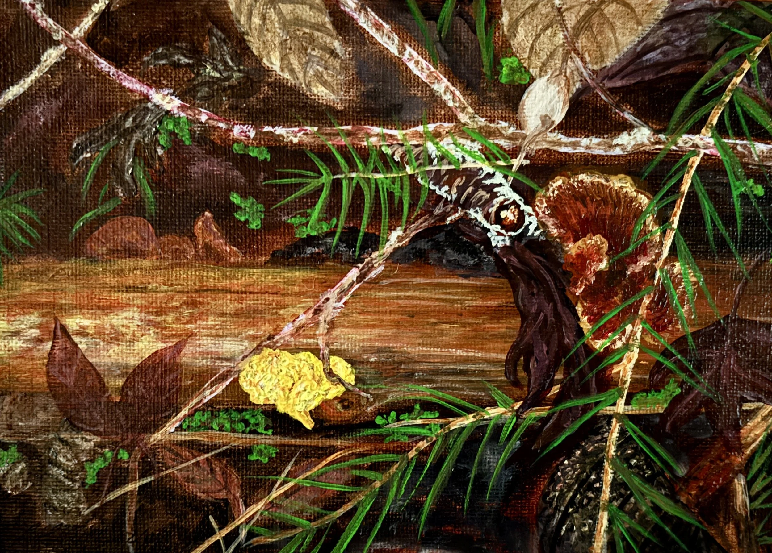 Witches' Butter.JPG