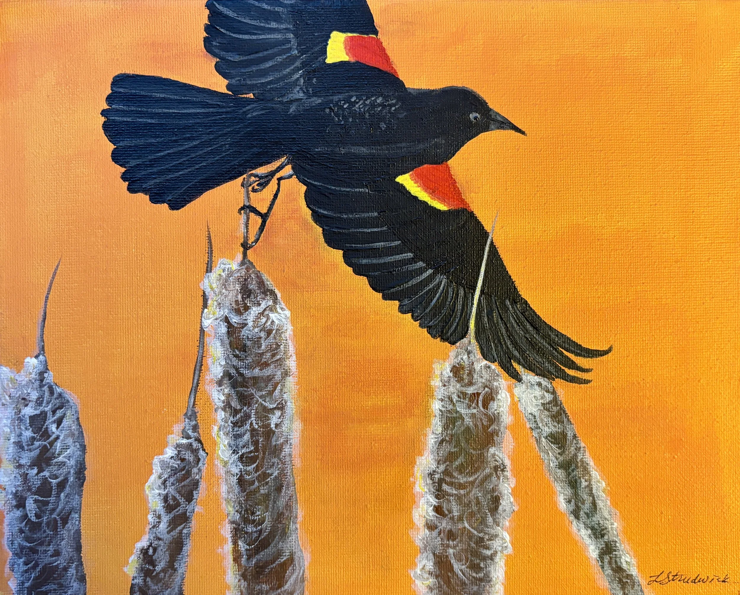 A red-winged blackbird taking flight from a softly seeding cattail (or bulrush)