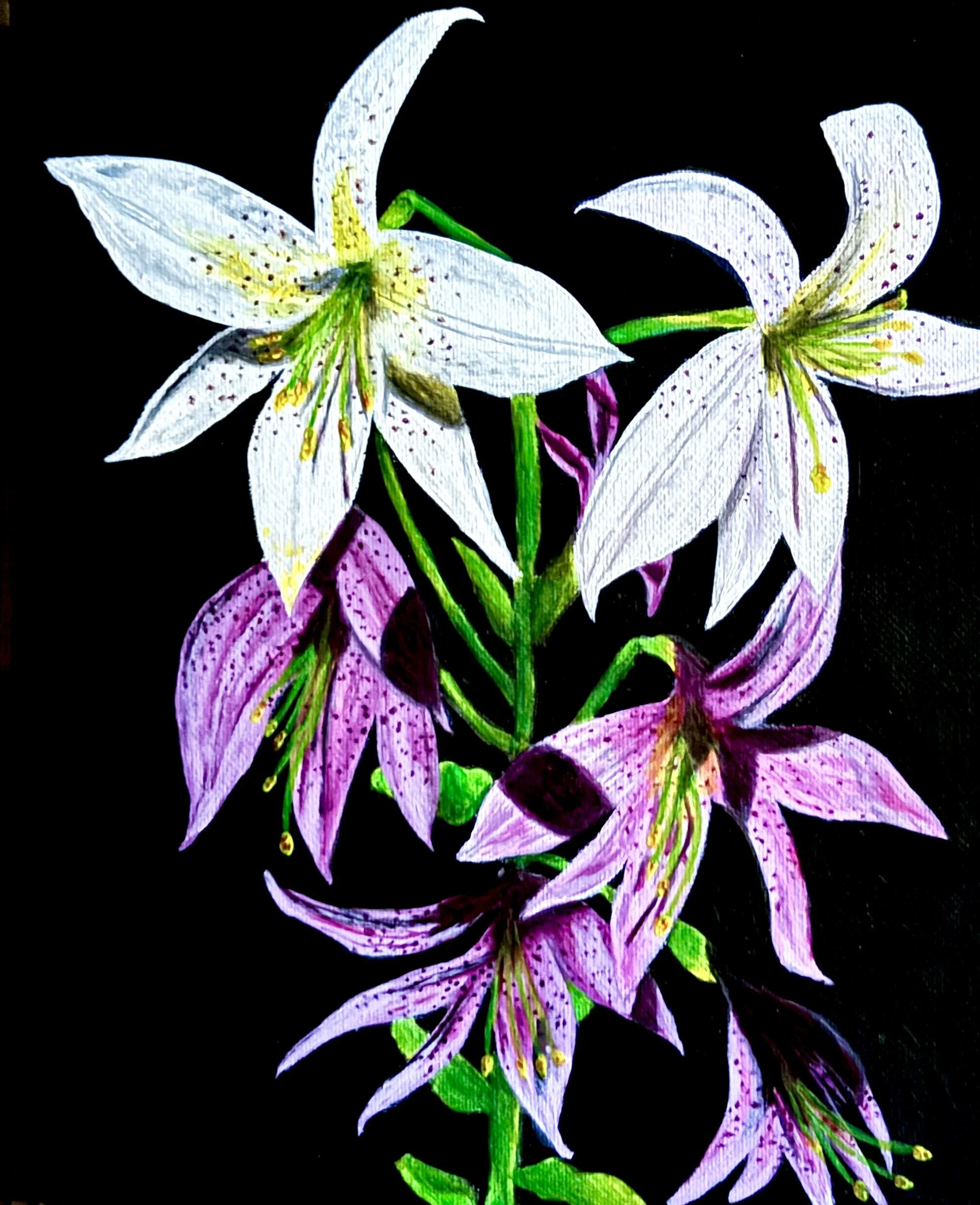 White and purple Cascade lilies with black background