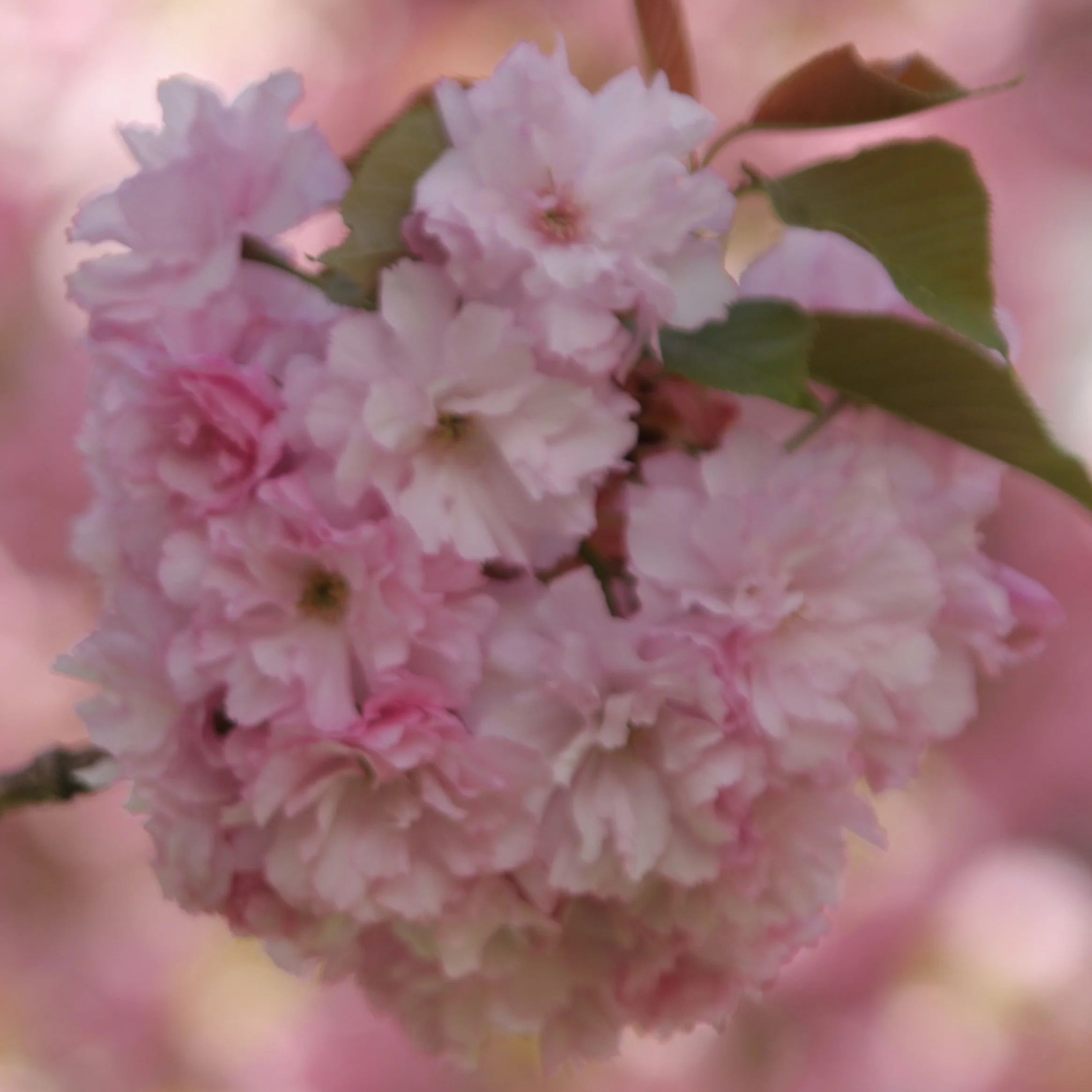 Browse Creative Nonfiction